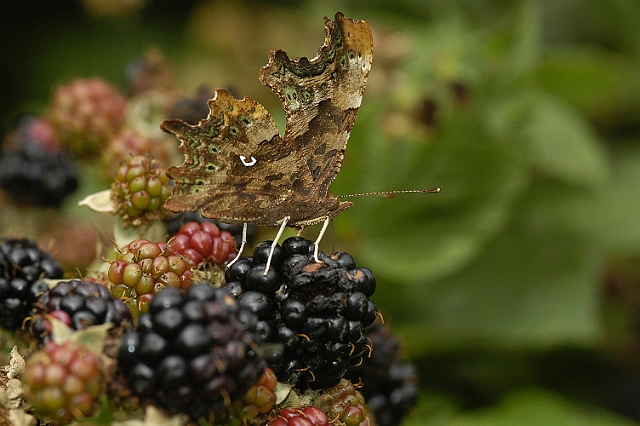 comma, butterfly, comma butter-4.jpg - COMMA (JUST HATCHED) - SHIPTON BELLINGER, HANTS - 23.8.08